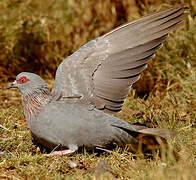 Speckled Pigeon