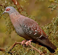 Speckled Pigeon