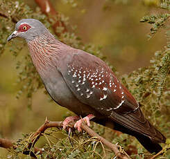 Pigeon roussard