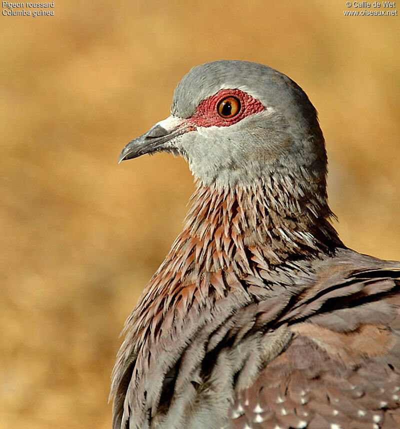 Speckled Pigeonadult