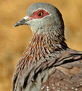 Speckled Pigeon