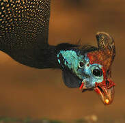 Helmeted Guineafowl