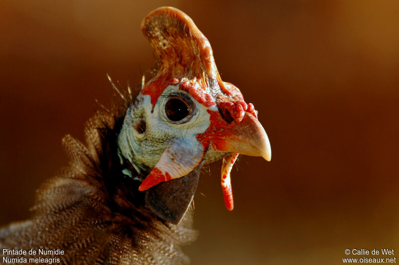 Helmeted Guineafowl