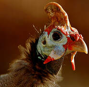 Helmeted Guineafowl