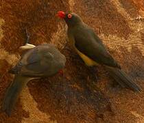 Red-billed Oxpecker