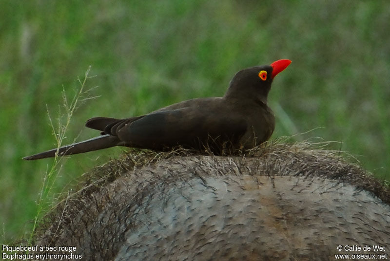 Red-billed Oxpeckeradult