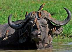 Red-billed Oxpecker