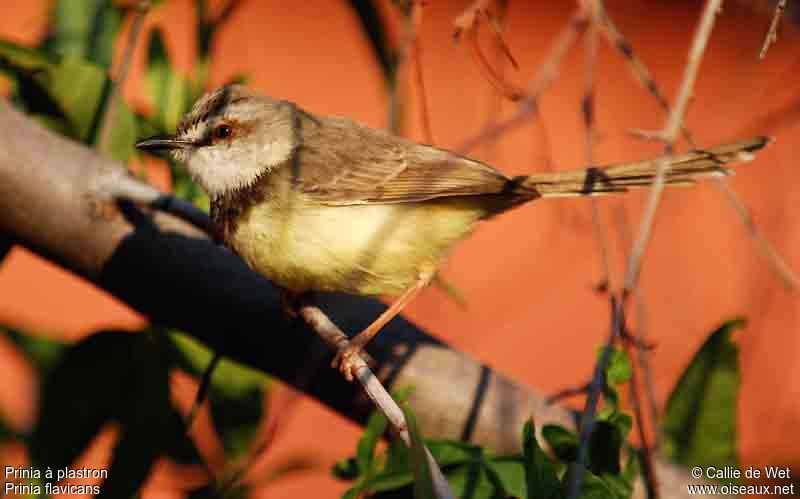 Black-chested Prinia female adult