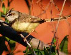 Black-chested Prinia