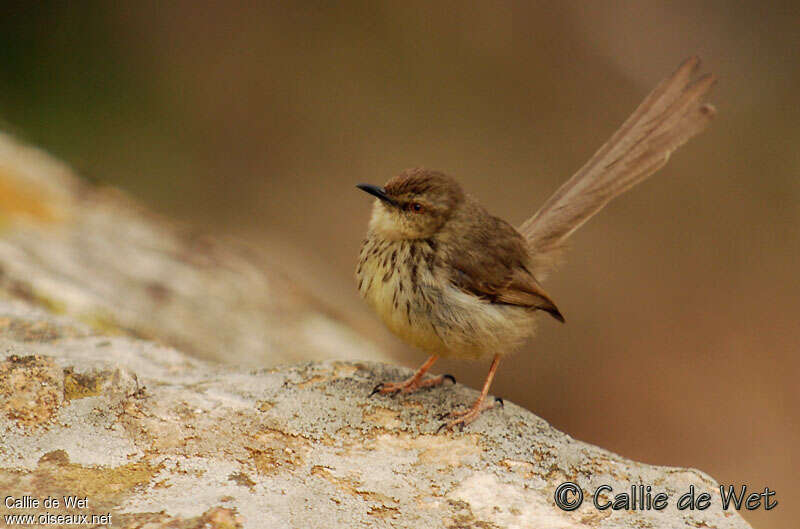 Drakensberg Prinia, identification