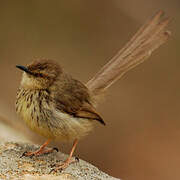 Prinia du Drakensberg