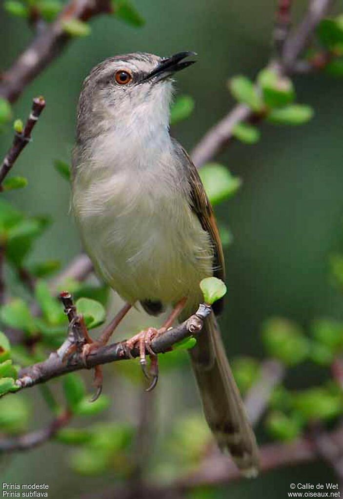 Prinia modesteadulte