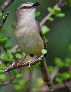 Tawny-flanked Prinia