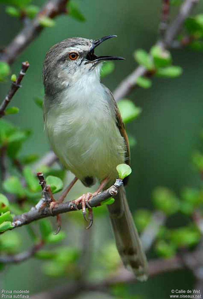 Prinia modesteadulte