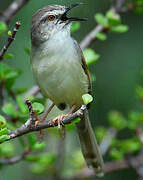 Tawny-flanked Prinia