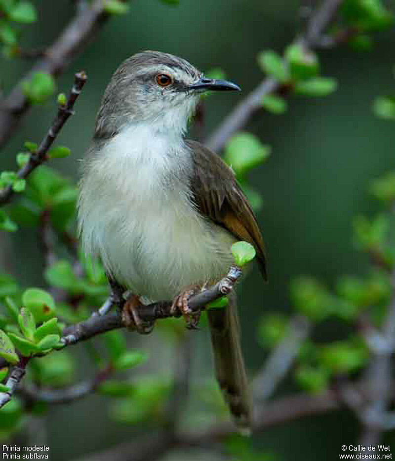 Prinia modesteadulte