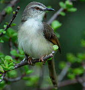 Tawny-flanked Prinia