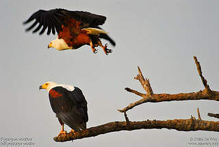 Pygargue vocifère - Pygargue vocifer adulte - cadw25793