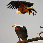 African Fish Eagle