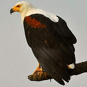 African Fish Eagle