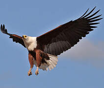 African Fish Eagle