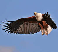 African Fish Eagle