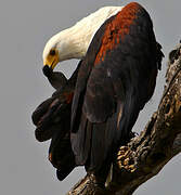 African Fish Eagle