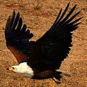 African Fish Eagle