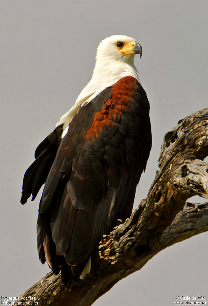 African Fish Eagle