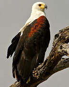 African Fish Eagle