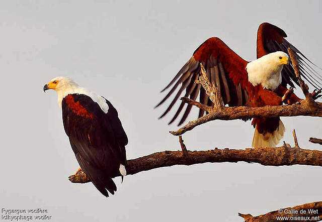 Pygargue vocifère - Pygargue vocifer adulte - cadw25787