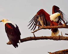 African Fish Eagle