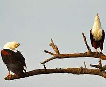 African Fish Eagle