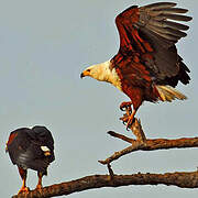 African Fish Eagle