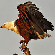 African Fish Eagle