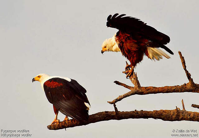 Pygargue vocifère - Pygargue vocifer adulte - cadw25791