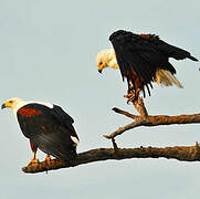 African Fish Eagle