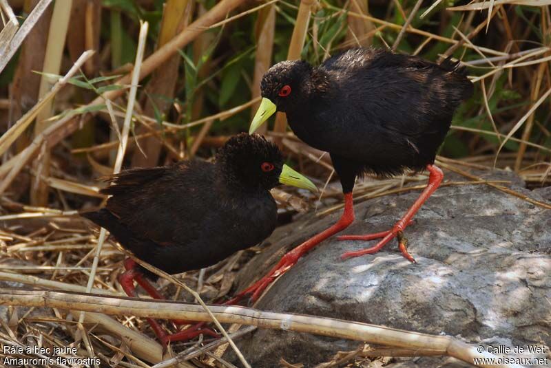 Black Crake 