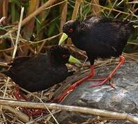 Black Crake