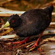 Black Crake