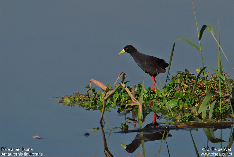 Black Crakeadult