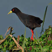 Black Crake