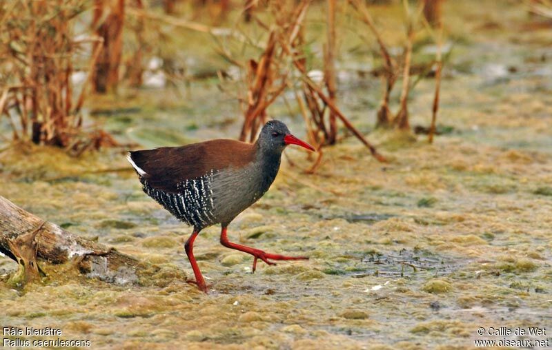 African Railadult