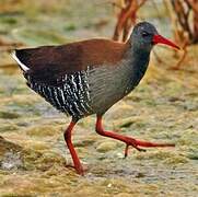 African Rail