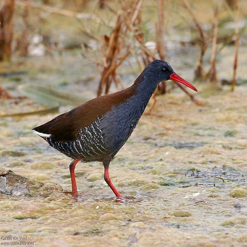 African Railadult, identification