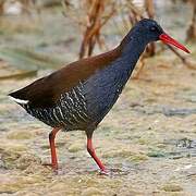 African Rail