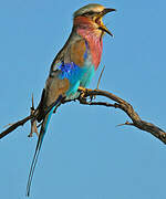 Lilac-breasted Roller