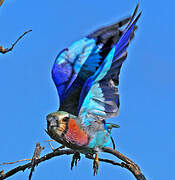 Lilac-breasted Roller