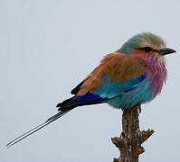 Lilac-breasted Roller