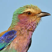 Lilac-breasted Roller